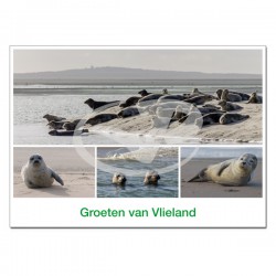 Ansichtkaart A6 Vlieland Zeehonden Compilatie 