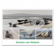 Ansichtkaart A6 Vlieland Zeehonden Compilatie 