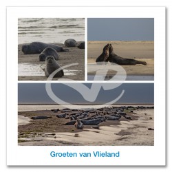 Ansichtkaart 15x15 Zeehonden Compilatie Vlieland