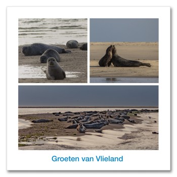 Ansichtkaart 15x15 Zeehonden Compilatie Vlieland